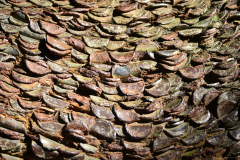 The Money Tree