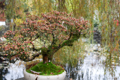 Sun Yat Sen Classical Garden