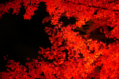 Van Dusen Halloween Nights