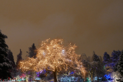 Van Dusen Festival of Lights