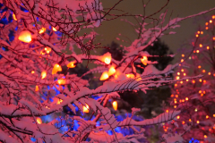 Van Dusen Festival of Lights