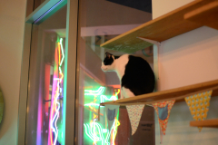 Aloof cat