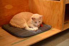 Another sleepy cat