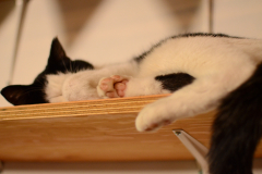 Sleepy cat