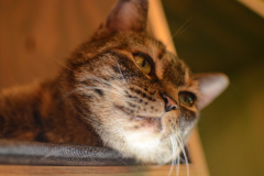 Sleepy then awake cat