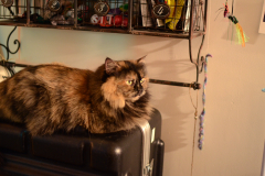 The fluffy one
