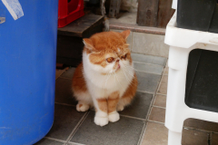 A round cat