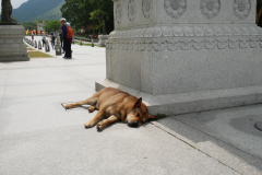 Lazy doggie