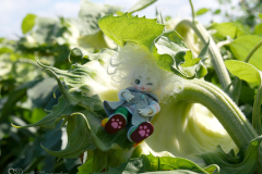 At the Sunflower Festival