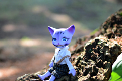 Sir Mittens in the wild