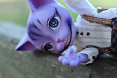 Sir Mittens in the wild