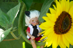 At the Sunflower Festival