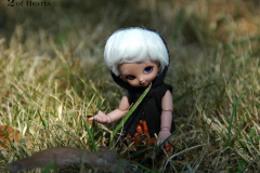 Queen Elizabeth Park pinic