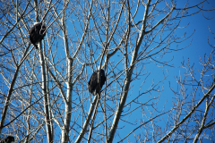 Majestic Eagles