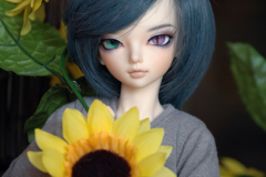 Sunflower4