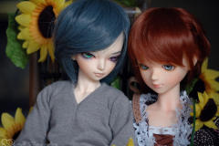Sunflower7