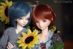 Sunflower8