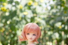 At the Sunflower Festival