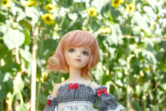 At the Sunflower Festival