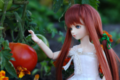 Tomato and tomatoes