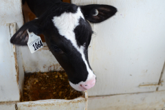 Ridiculously photogenic baby cow