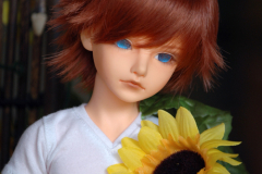 Sunflower5