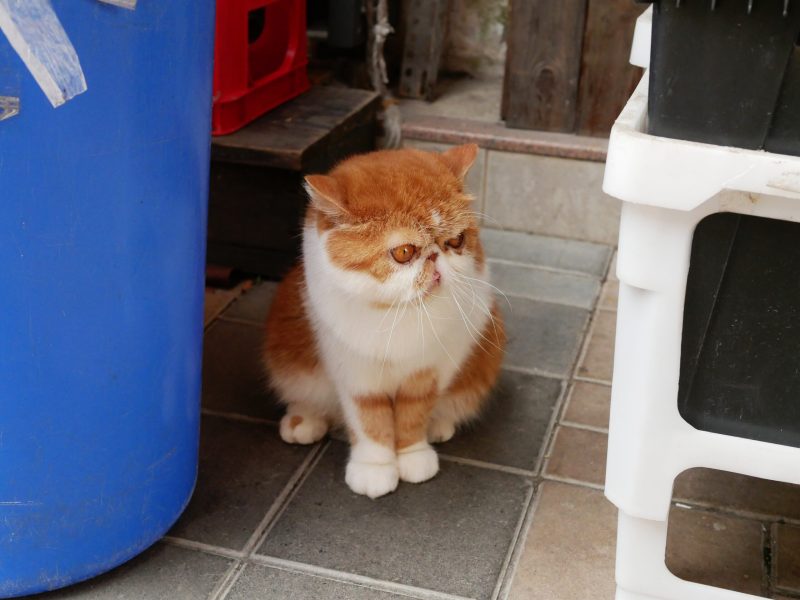 201705 – Asia Trip – HK