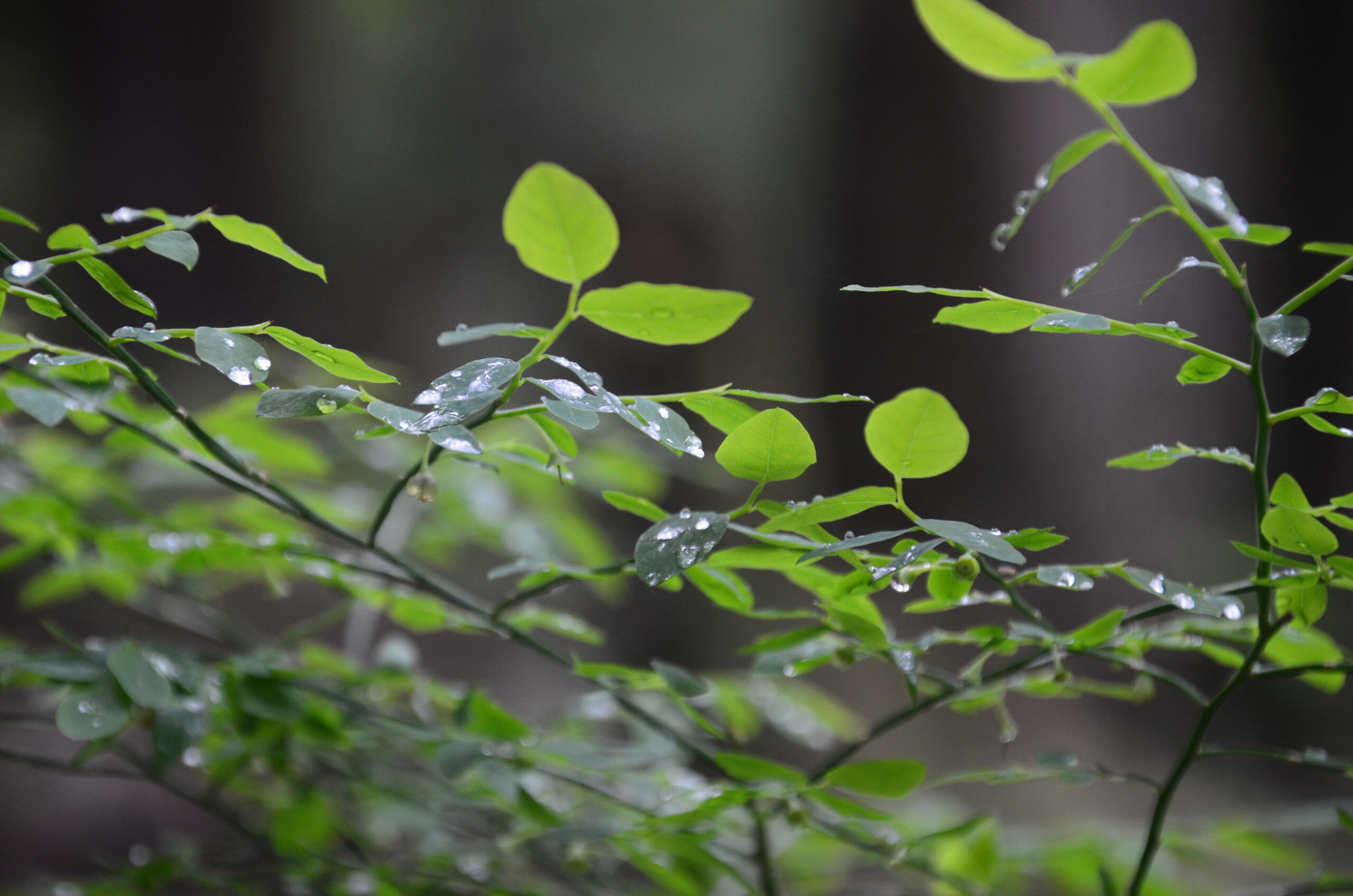 20120602 – Brothers Creek Trail