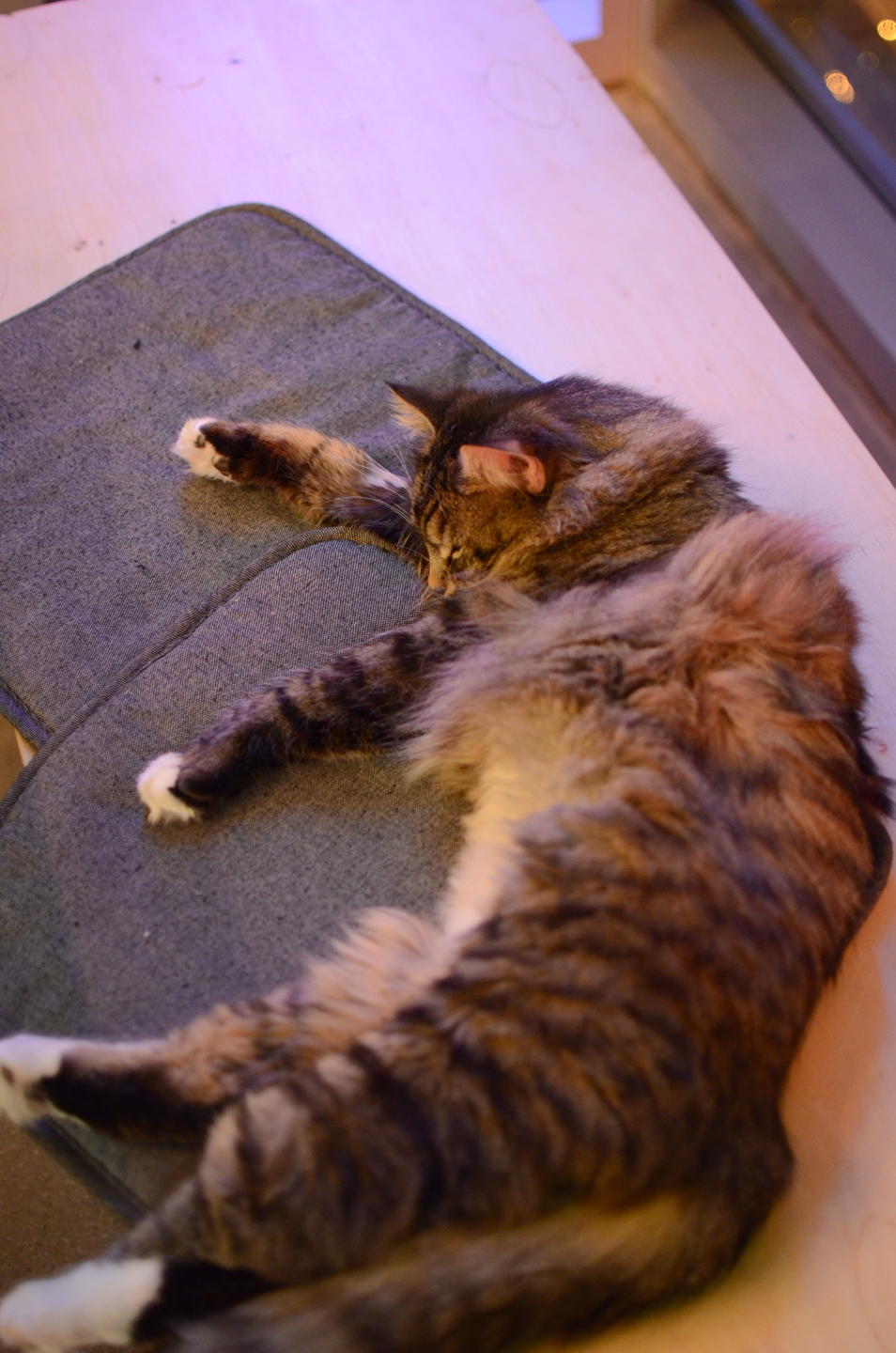 20160308 – Visit to Catfe