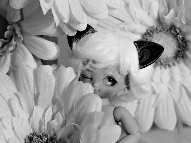 Lamina – [Chocopuki Cupid]