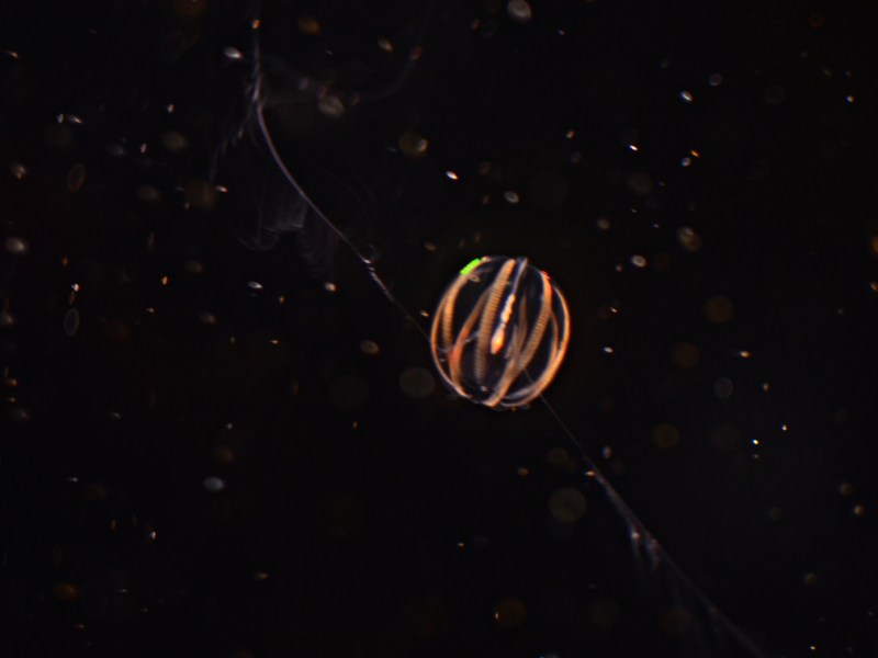 20130810 – Jelly Jelly Aquarium