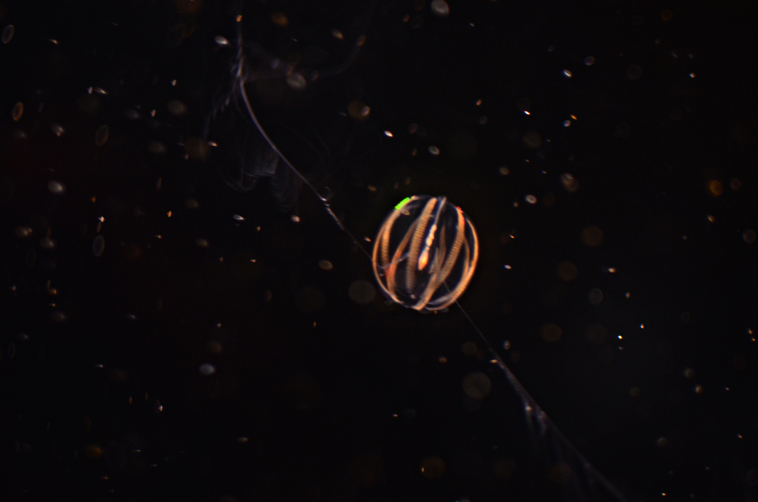 20130810 – Jelly Jelly Aquarium